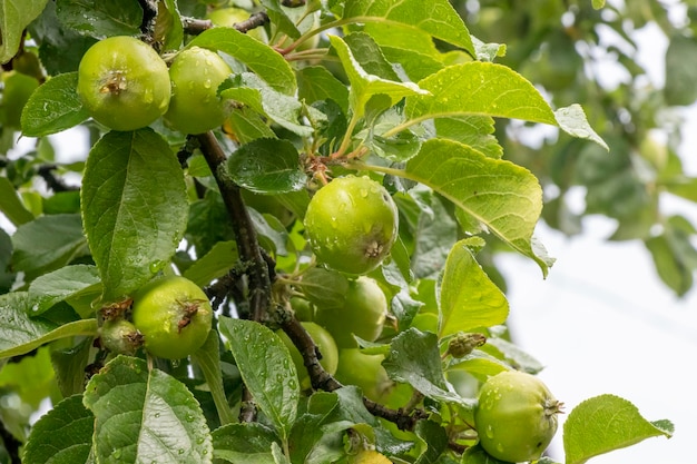 Manzanas verdes frescas y sabrosas en una rama de árbol