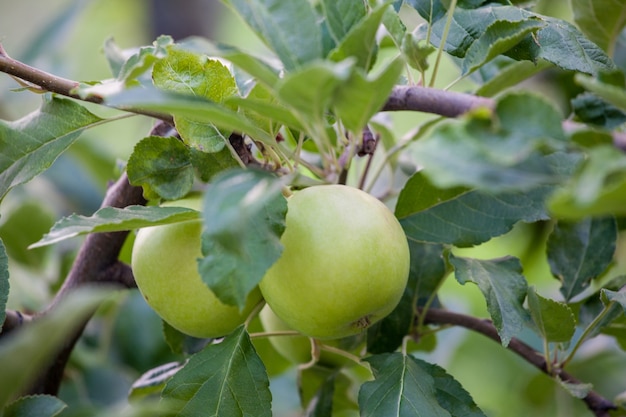 Manzanas verdes en la granja de huerto closeup