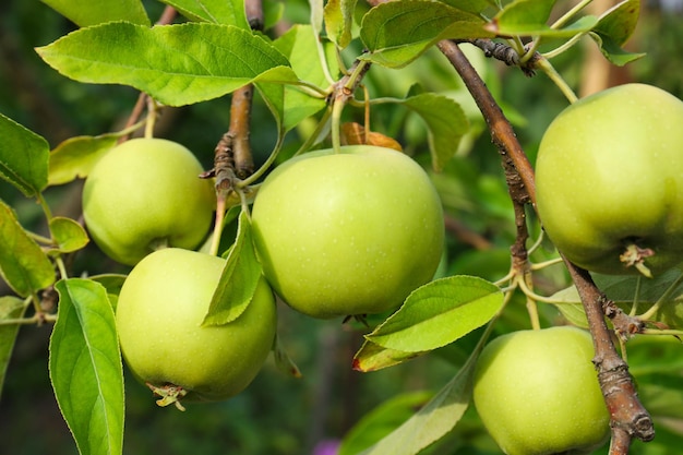 Manzanas verdes y hojas en las ramas de los árboles en el primer plano del jardín