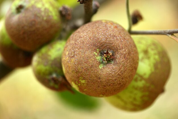 Manzanas verdes en el jardín de manzanas