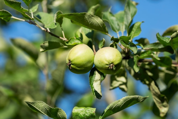 Manzanas verdes jóvenes maduras en el árbol. De cerca.