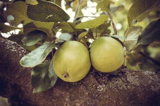 Manzanas verdes maduras frescas en el árbol