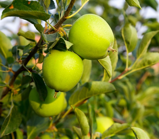 Manzanas verdes maduras