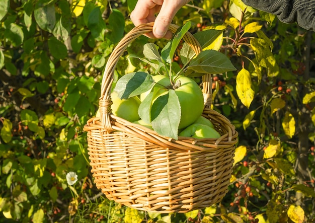 Manzanas verdes orgánicas saludables en una canasta con hojas de otoño. Cosecha