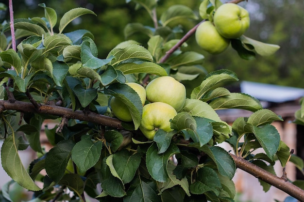 Manzanas verdes en una rama al aire libre