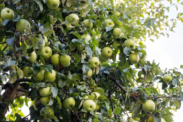 Manzanas verdes en una rama listas para ser cosechadas al aire libre