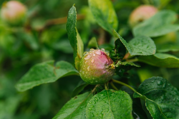 manzanas verdes en una rama bajo la lluvia. las hojas y los frutos se cubren con gotas de lluvia.