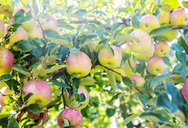 Manzanas verdes en una rama de manzano en gardennature