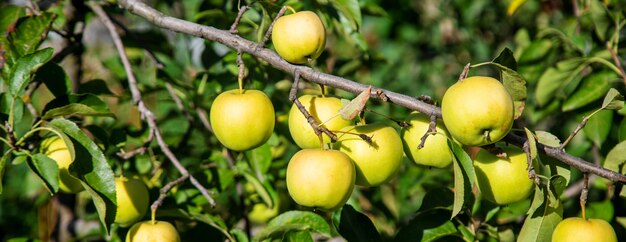 Manzanas verdes en una rama de manzano en la naturaleza del jardín.