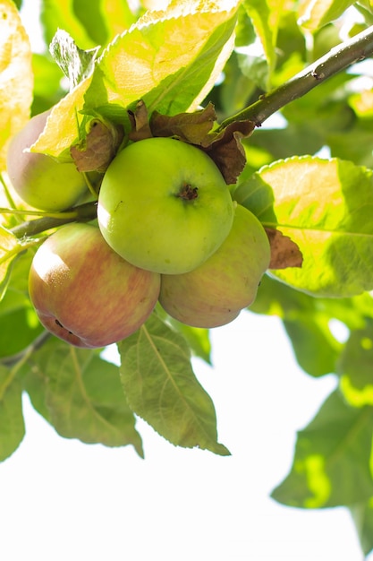 Manzanas verdes en una rama en verano