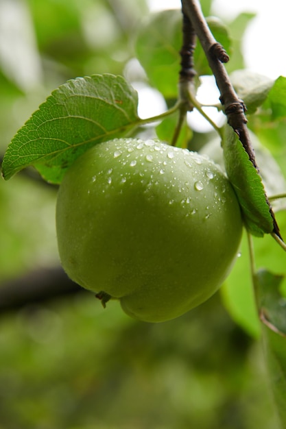 Manzanas verdes en rama