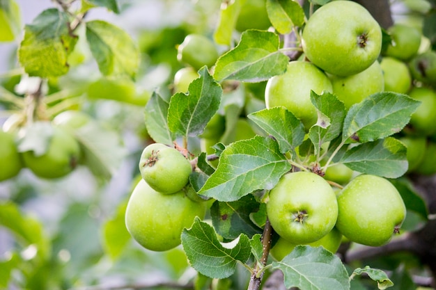 Manzanas verdes en una rama