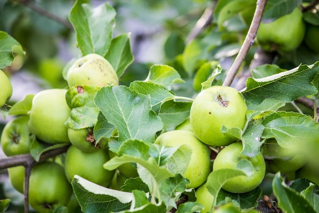 Manzanas verdes en una rama