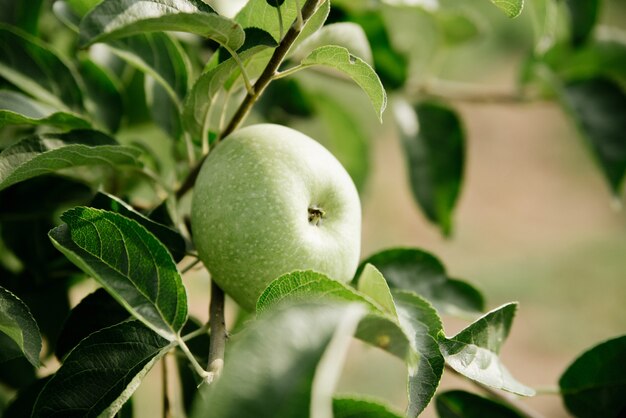 Manzanas verdes en una rama