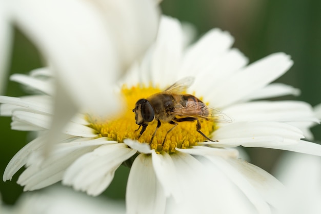 Manzanilla blanca con una abeja sentada sobre ella