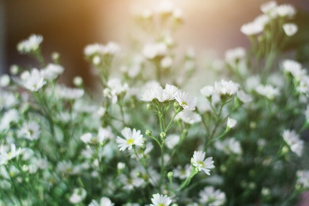 La manzanilla blanca o el inconformista de la margarita florece con luz del sol natural en jardín.