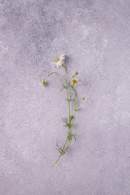 Manzanilla de flores de jardín sobre yeso gris