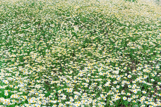 Manzanilla de margarita de flores blancas en campo verde