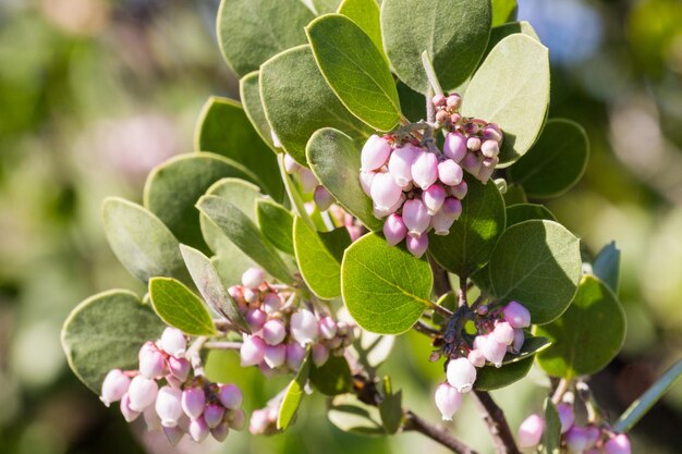 Manzanita árbol rosa flores California