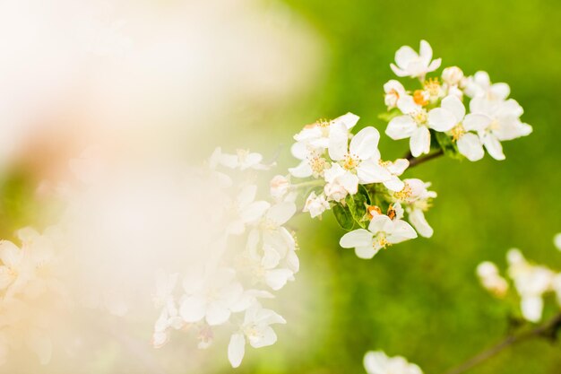 Manzano colorido floreciente en los meses de primavera. fondo borroso