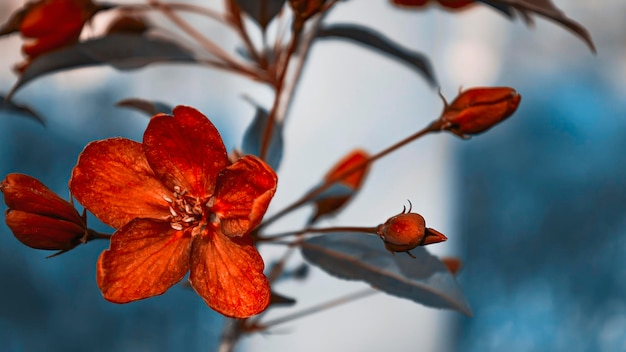 Manzano decorativo con flores rojas en el parque Macro flor con bokeh Foto en tono rojo y azul