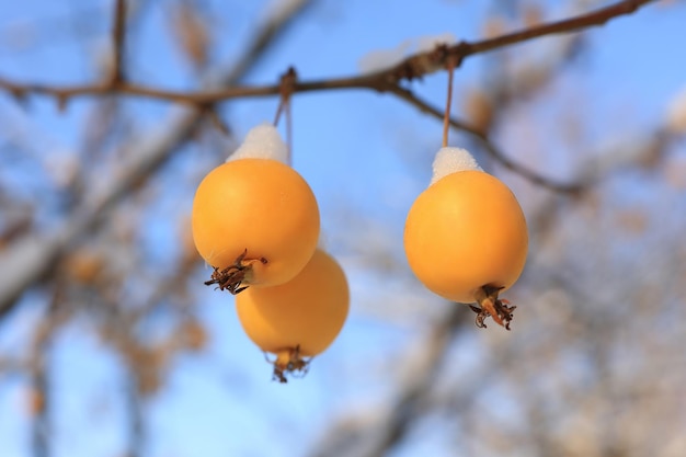 Manzano dorado chino en la nieve a finales de otoño Enfoque selectivo