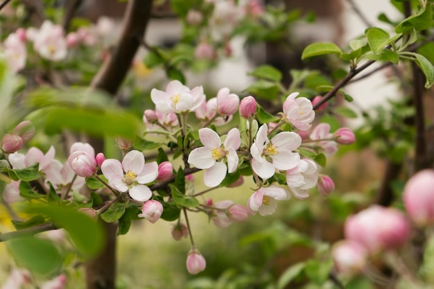 Un manzano está en plena floración en primavera.