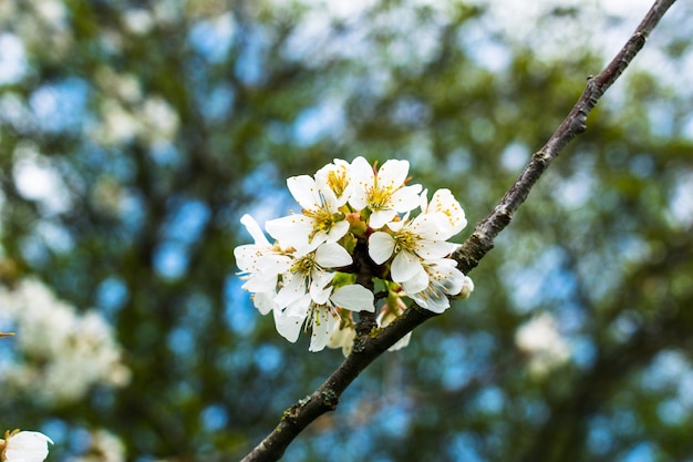 Manzano de flor de árbol en primavera