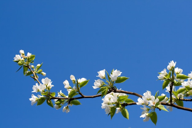 Manzano en flor contra el cielo azul