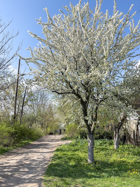 Manzano en flor crece junto a la carretera en el campo.