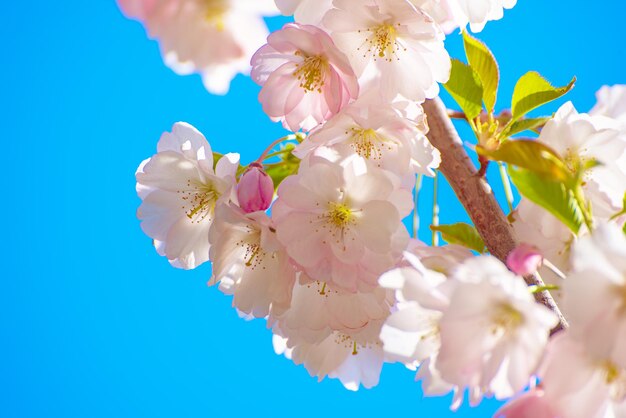 Manzano flor floreciendo en primavera floral soleado vintage fondo natural