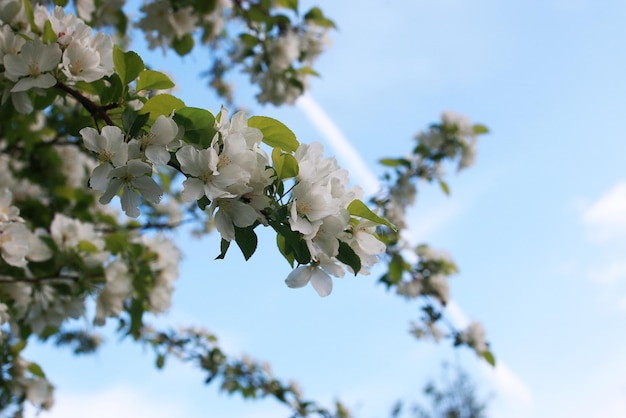 Manzano en flor con flores blancas brillantes