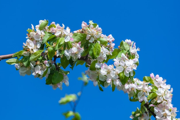 Manzano en flor hermosa