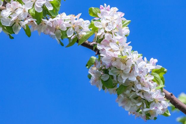 Manzano en flor hermosa