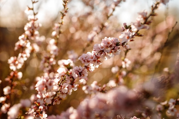 Manzano en flor en primavera.