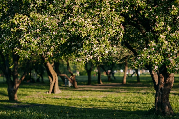 Manzano en flor en primavera