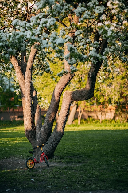 Manzano en flor en primavera