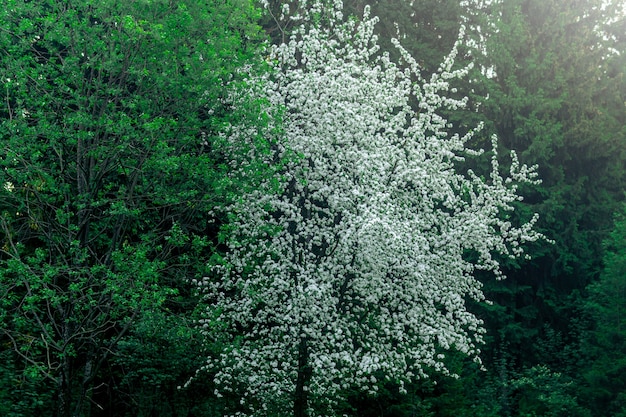 Manzano en flor sobre un fondo de follaje verde en el bosque de la mañana