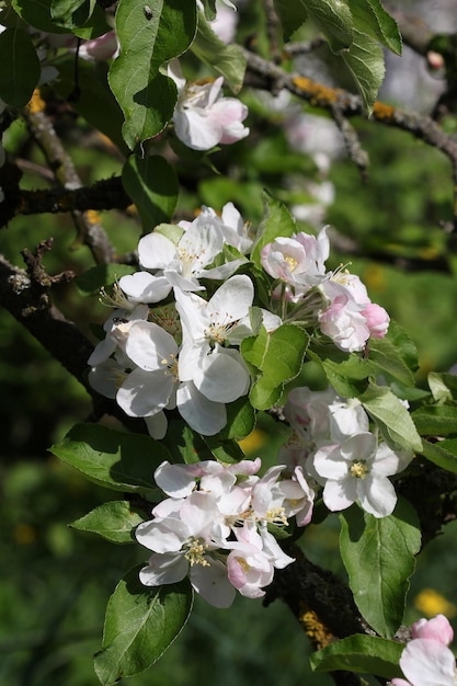 El manzano florece en la abeja de primavera