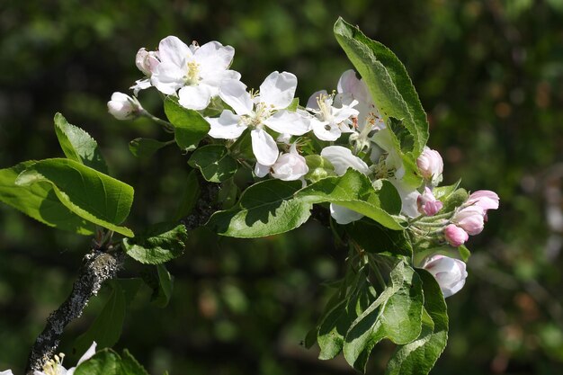 El manzano florece en primavera