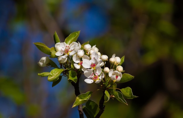 Manzano floreciente Día soleado de primavera Hermosas flores