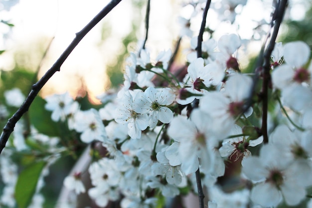 Manzano floreciente con flores blancas brillantes a principios de la primavera