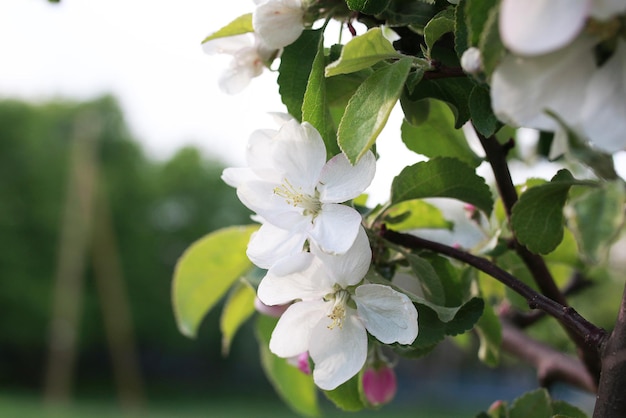 Manzano floreciente con flores blancas brillantes a principios de la primavera