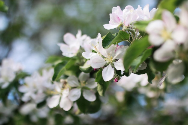 Manzano floreciente con flores blancas brillantes a principios de la primavera