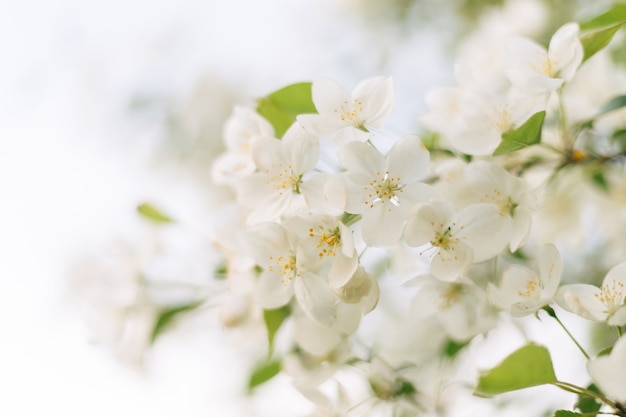 Un manzano floreciente con las flores blancas delicadas hermosas contra un cielo brillante.