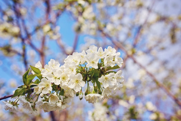 Manzano floreciente con flores blancas