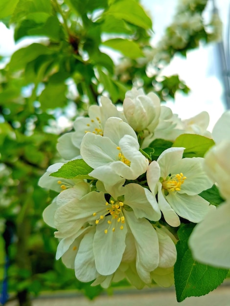 Manzano floreciente en flores en primavera