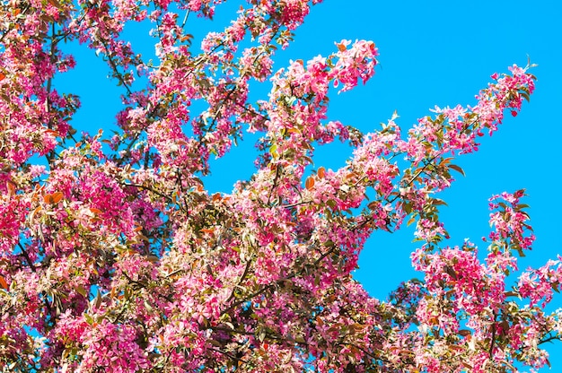 Manzano floreciente de flores rosadas contra el fondo hermoso del cielo azul