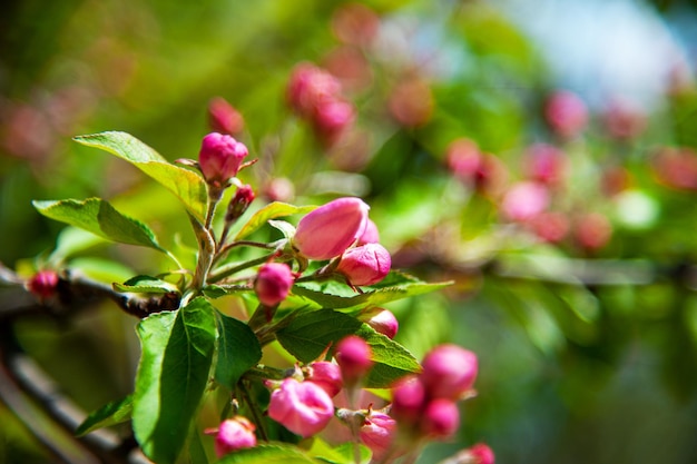 Manzano floreciente en el jardín de primavera Primer plano de flores rosas en un árbol Fondo de primavera