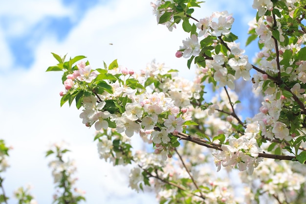 Manzano floreciente en el jardín de primavera Textura natural de la floración Primer plano de flores blancas en un árbol Contra el cielo azul